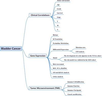 Pyrimidine metabolism regulator-mediated molecular subtypes display tumor microenvironmental hallmarks and assist precision treatment in bladder cancer